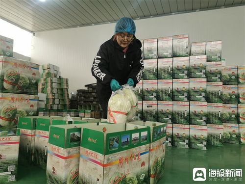 膠州大白菜蹲點(diǎn)記③丨品牌突圍記 從田間地頭到網(wǎng)絡(luò)爆款，一棵白菜的數(shù)字化“出圈”之路
